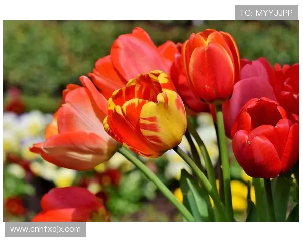 JDG在DOTA2比赛中的控制策略分析及其成败得失探讨 JDG在DOTA2比赛中的控制策略分析及其成败得失探讨